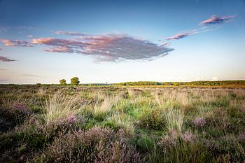 De Heide