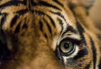 tijger