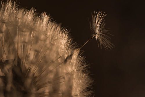 In het gouden licht verlaat het pluisje de paardenbloem