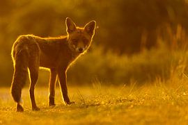 Fuchs im Gegenlicht bei Sonnenuntergang von Andius Teijgeler