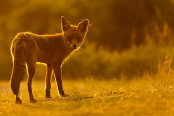 Fox in backlight at sunset by Andius Teijgeler
