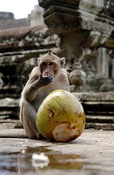 Monkey by Marianne Bal