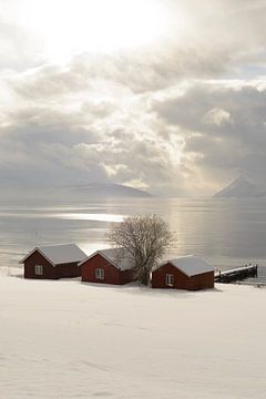 Noorse schuutrtjes aan de oever van een Fjord in Noord-Noorwegen van Sjoerd van der Wal
