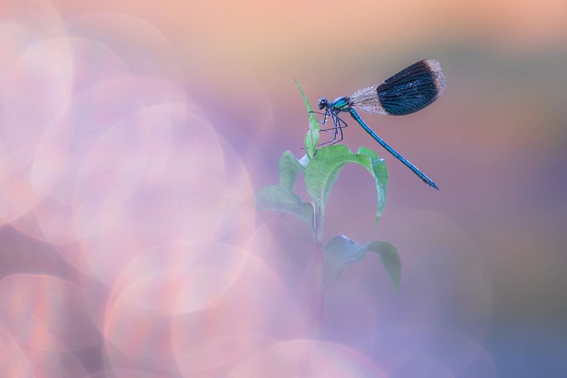 Meadow creek damselfly along the water's edge by Moetwil en van Dijk - Fotografie
