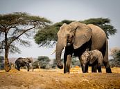 Olifanten in Afrika van Omega Fotografie thumbnail