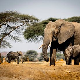 Les éléphants en Afrique sur Omega Fotografie