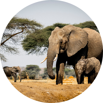 Olifanten in Afrika van Omega Fotografie