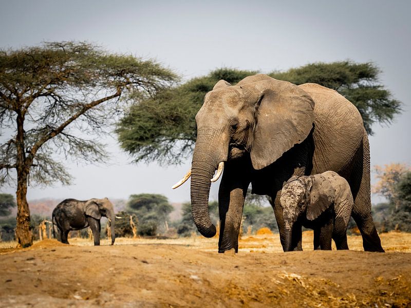 Olifanten in Afrika van Omega Fotografie