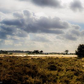Hohe Veluwe von Folkert Hielema