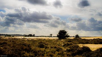 High veluwe by Folkert Hielema