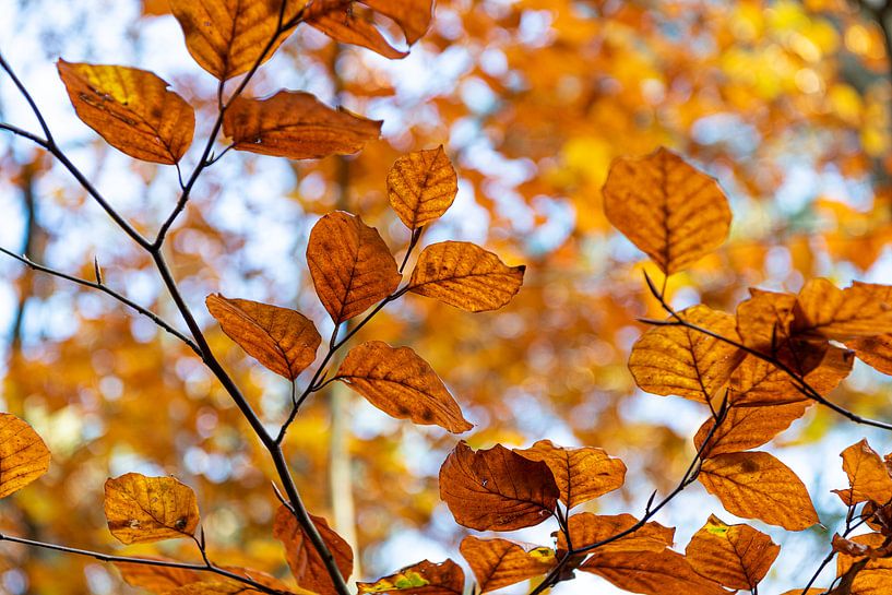 Autumn in the Bergerbos by Rob Donders Beeldende kunst