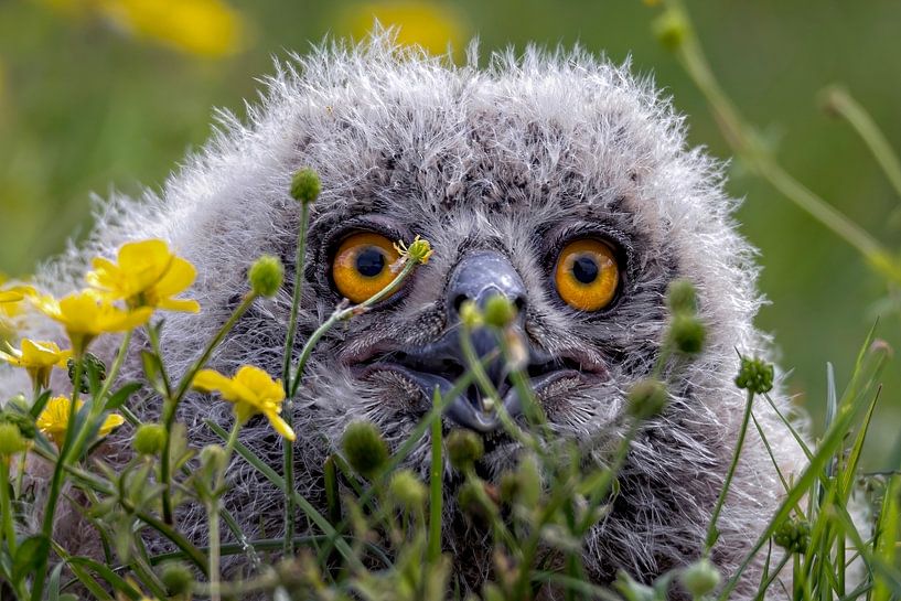 Owl owl by Marieke Deinum