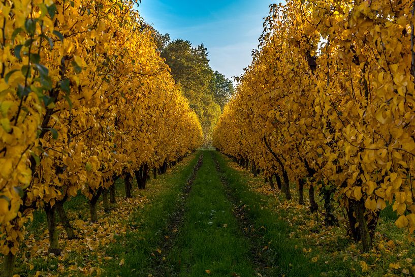 Appelboomgaard in herfstkleuren van Jochem van der Blom