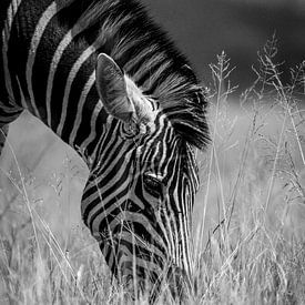 Zebra schwarz-weiß von Dave Oudshoorn