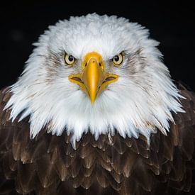 Portrait de l'aigle à queue blanche sur Patrick Brinksma