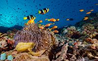 Coral reef with blackfinned and Clarks anemonefishes