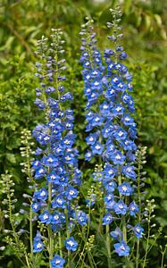 Rittersporn (Delphinium elatum)