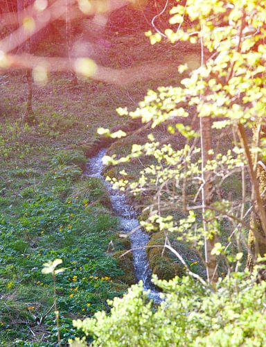 creek in forest