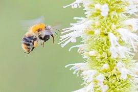 Flying bee by Karin Riethoven