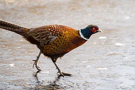 pheasant on the ice by Stobbe; stiltegrafie