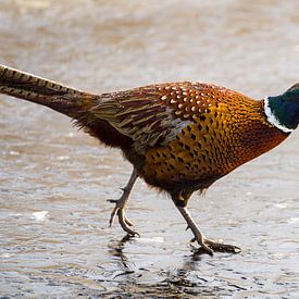 faisan sur la glace sur Stobbe; stiltegrafie