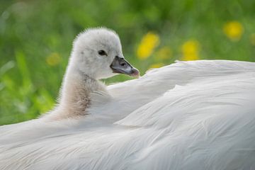 Kleine lifter von Karin Tebes