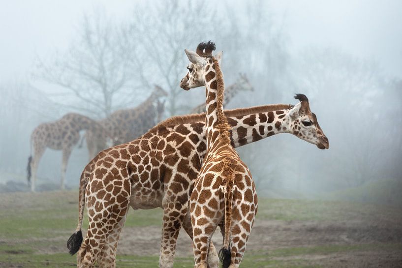 Giraffes by Dennis Claessens