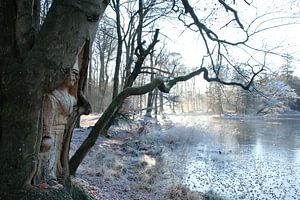 Paysage d'hiver magique en hiver à Beetsterzwaag Friesland Fryslân Netherlandsnd