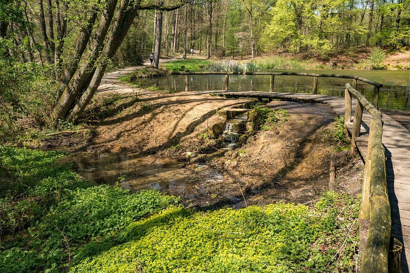 Spring pond and stream in Het Springendal nature reserve by Ron Poot