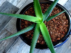 Kamerplant: Aloë Vera 1-4