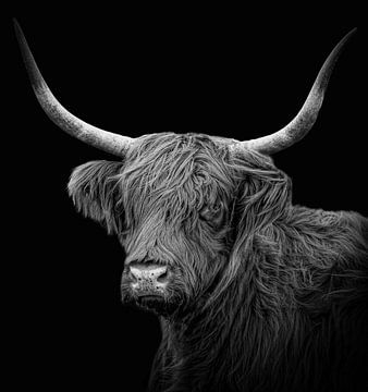 Scottish Highlander black and white