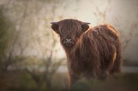 Scottish Highlander Calf