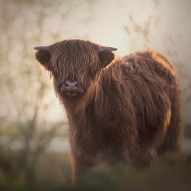 Schottisches Highlander-Kalb von Heidi van den Bogaard