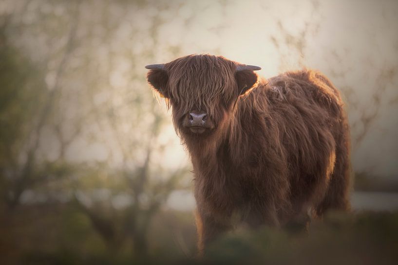 Scottish Highlander Calf by Heidi van den Bogaard