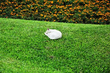 kat in het park by Gerrit Neuteboom