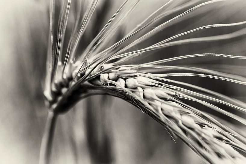 Corn by Rob Boon