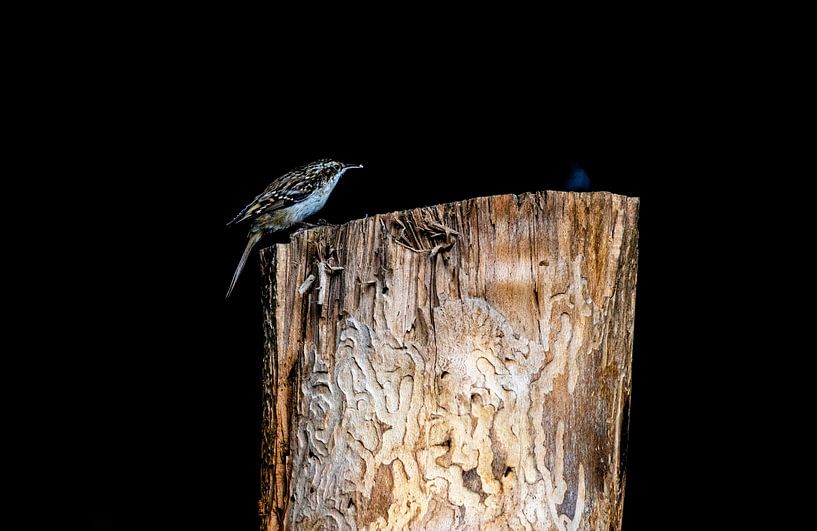 Tree creeper on a tree trunk by Marleen van der Schoot