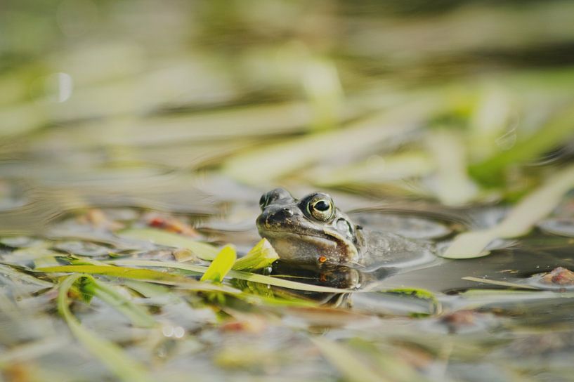 Frosch 2 von Lisa Bouwman