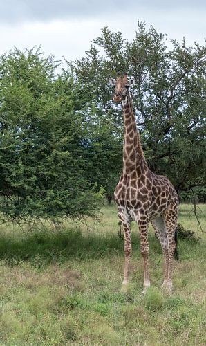 giraffe in south africa