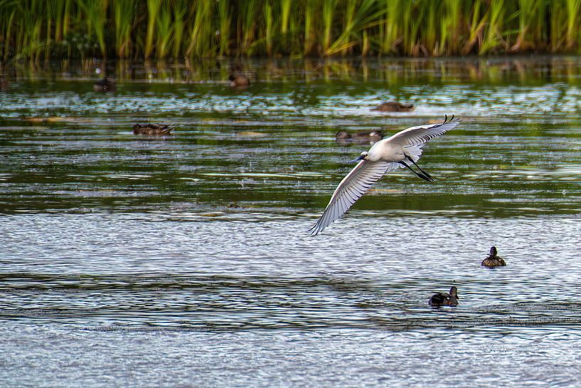 The White Spoonbill is flight just above the Water. by Brian Morgan
