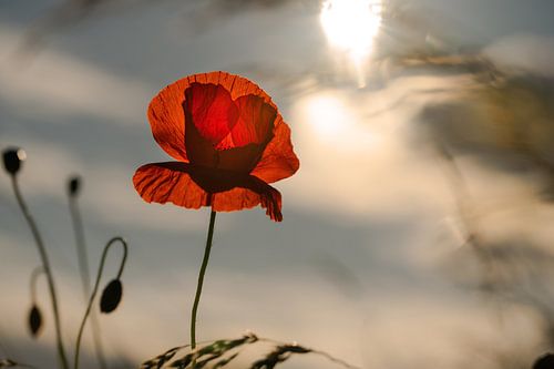 Zonnebloem voor zonsondergang