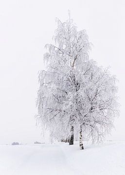 Besneeuwde boom in Noorwegen van Adelheid Smitt