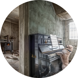 Hond speelt piano van Marcel van Balken