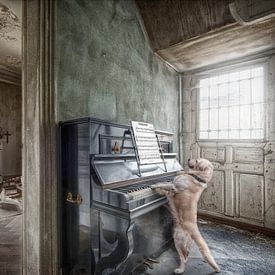 Hond speelt piano van Marcel van Balken