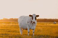 Cows during the golden hour #2 by Throughmyfeed thumbnail