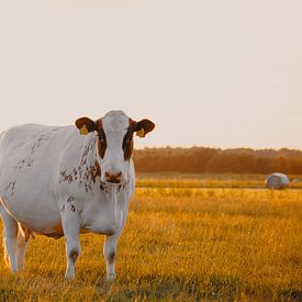 Cows during the golden hour #2 by Throughmyfeed