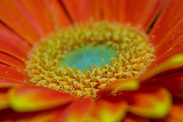 Oranje bloem (gerbera) van dichtbij. van Gianni Argese