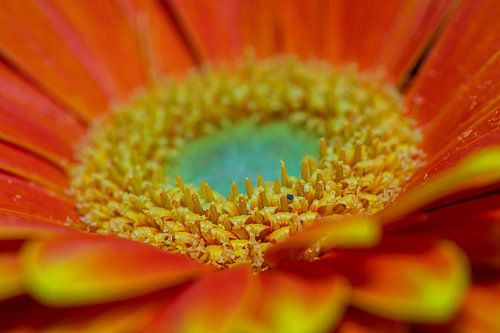 Oranje bloem (gerbera) van dichtbij.