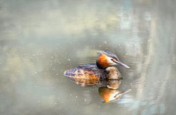 Schwimmender Grebe