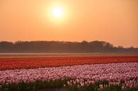 Sonnenuntergang bei den Tulpen von As Janson Miniaturansicht